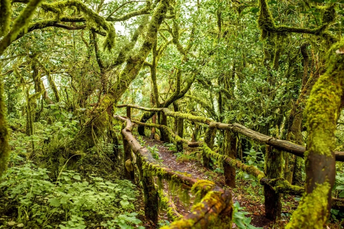 Bosque de Laurisilva - La Gomera - Islas Canarias