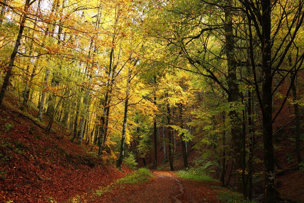 Bosques de Hayas - Navarra