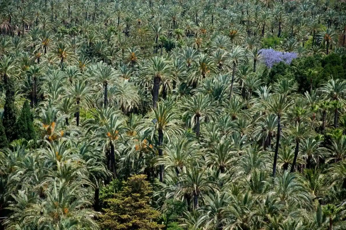 Palmeral de Elche