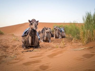 Camels in the desert